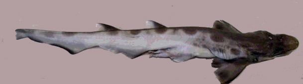 Galeus atlanticus_comparación_05.jpg